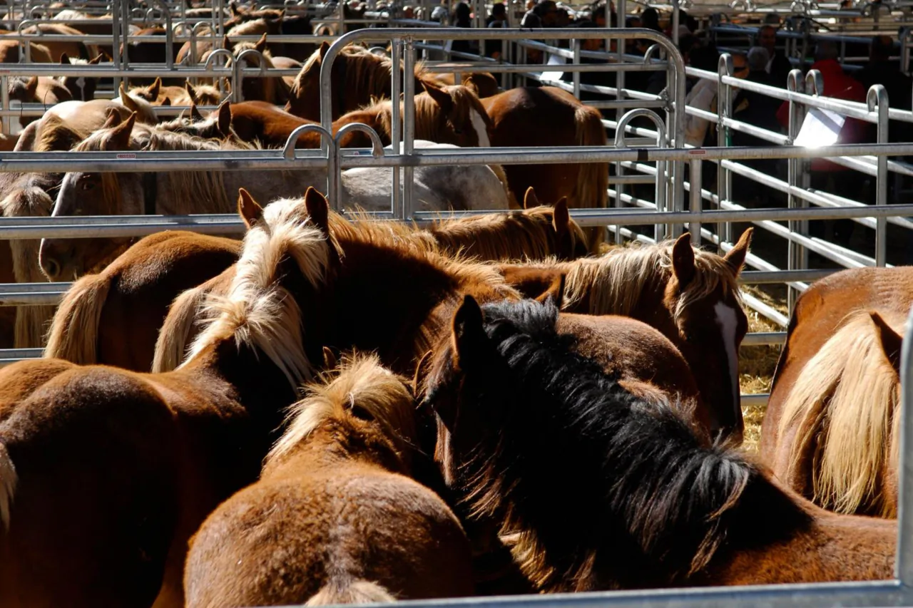 La foire aux chevaux